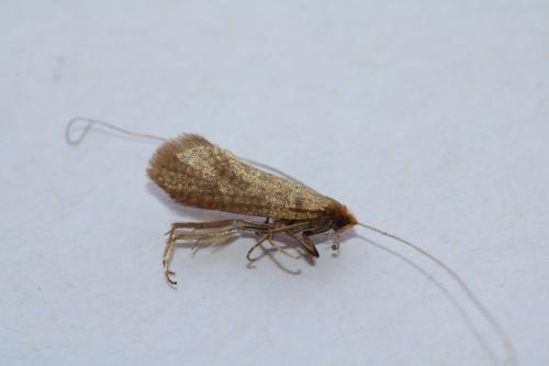 Réf. 254 339 : Nematopogon adansoniella